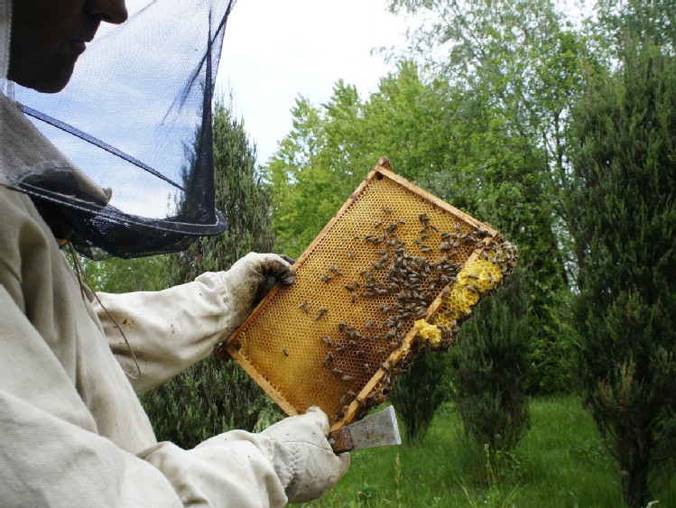 Światowy Dzień Pszczół